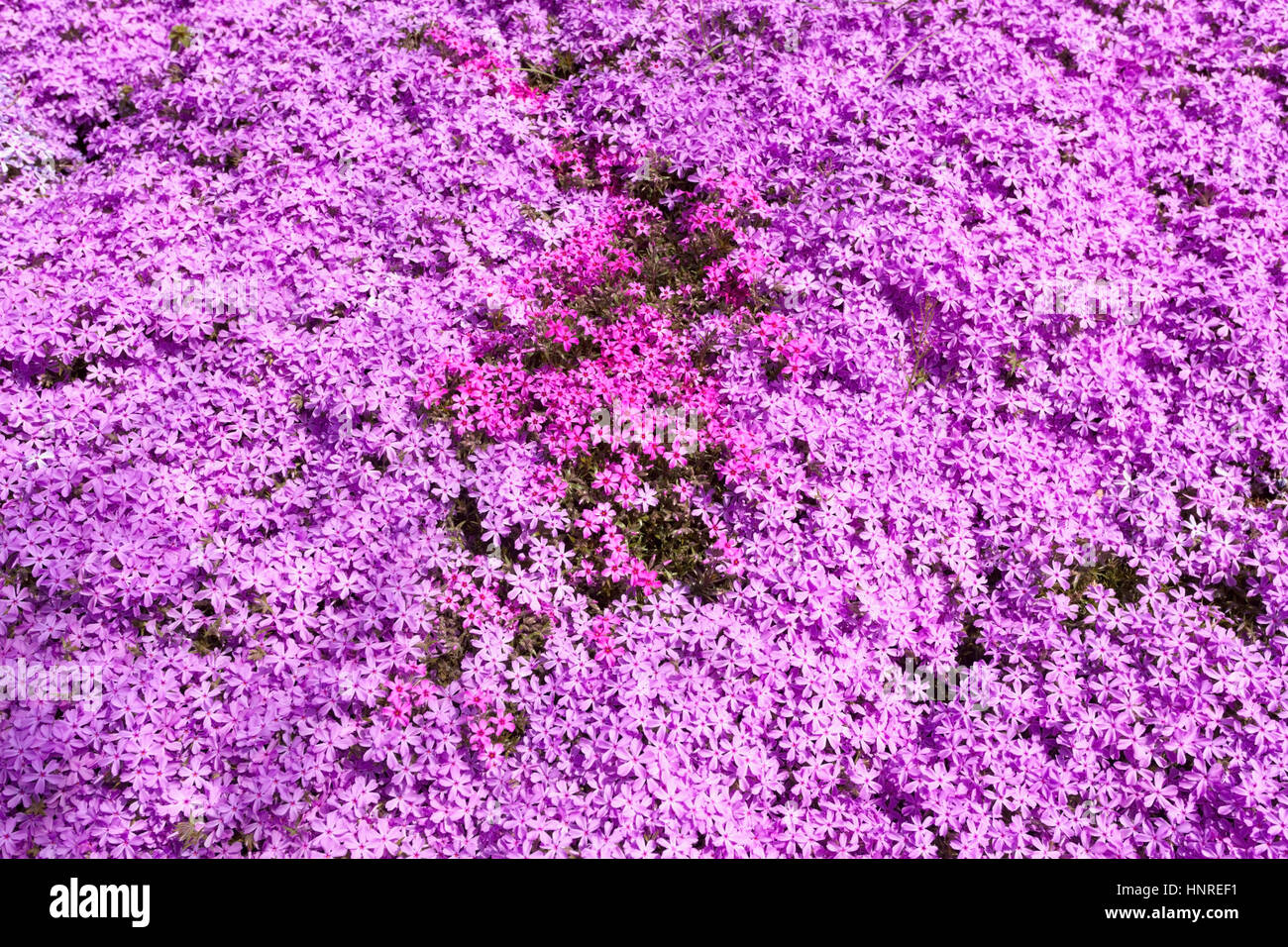 Sea of vivid pink spring phlox. Stock Photo