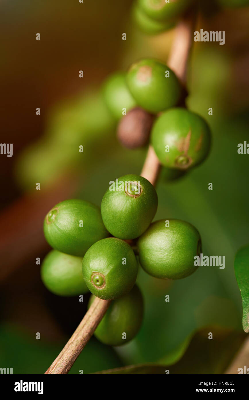 Green coffee beans on branch plant on blurred background Stock Photo