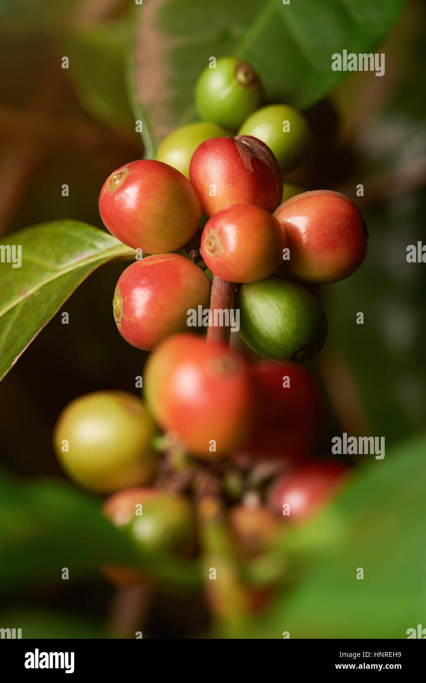 Group of coffee beans on plant branch closeup Stock Photo - Alamy