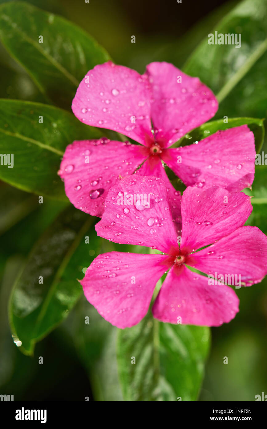 two vinca flowers with dew water drops close up Stock Photo Alamy