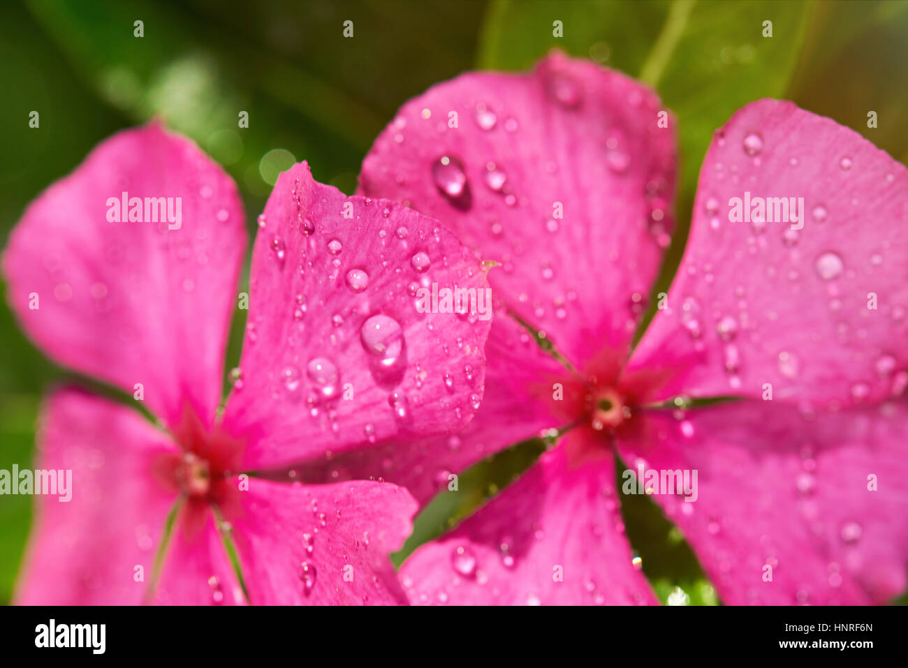 Morning dew on pink flower macro. Water dew on pink plant Stock Photo