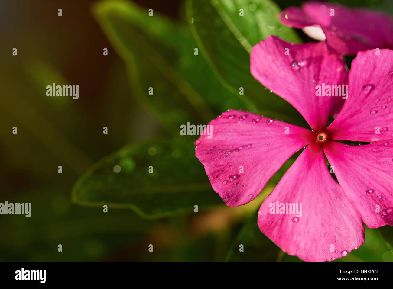 morning dew drops on sun light lay on pink flower closeup Stock Photo