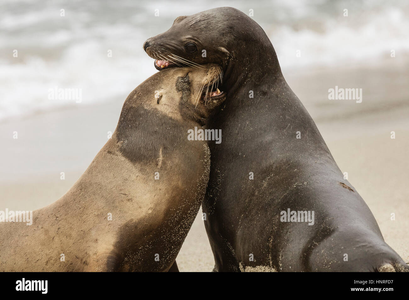 Sea Lions basking and socializing at La Jolla Cove, California, USA Stock Photo
