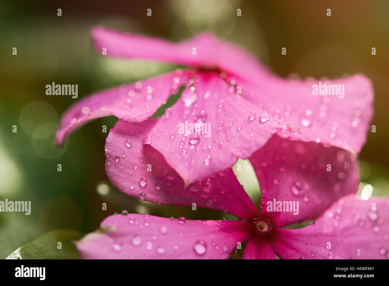 Dew drops macro on pink flower on blurred background Stock Photo