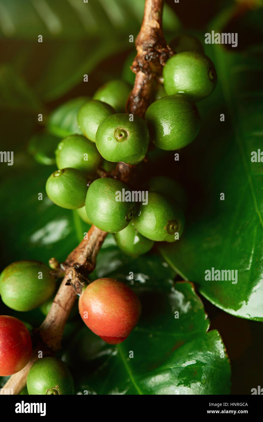 Growing coffee beans on tree macro close up. Green coffee crop Stock Photo Alamy