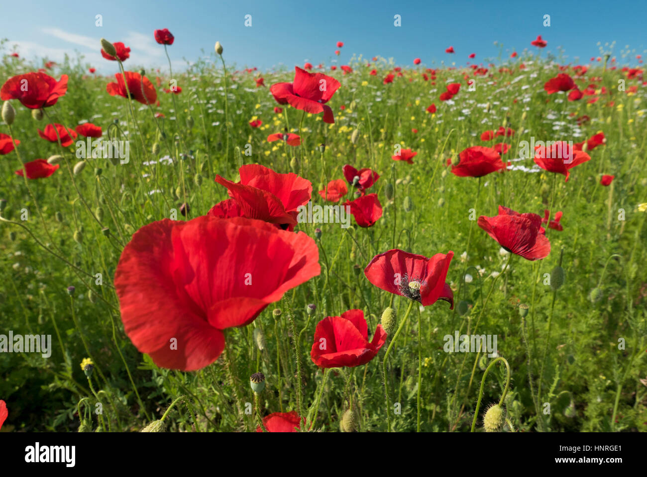 Brightly coloured poppies and other wild flowers in a meadow on a sunny day with blue sky in spring. Stock Photo