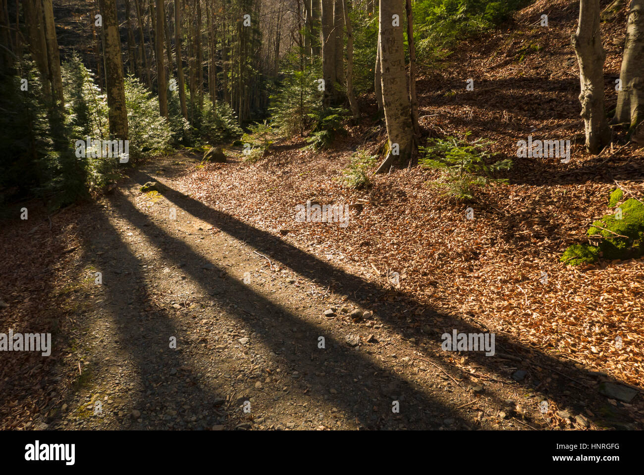 Sun shining through line trees hi-res stock photography and images - Alamy