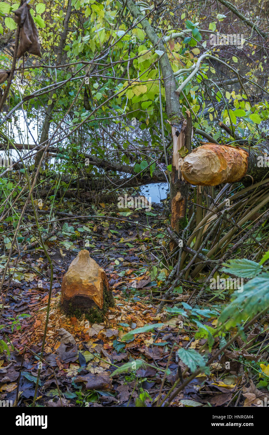 Nutritional trace by a beaver who ate down this tree. Stock Photo