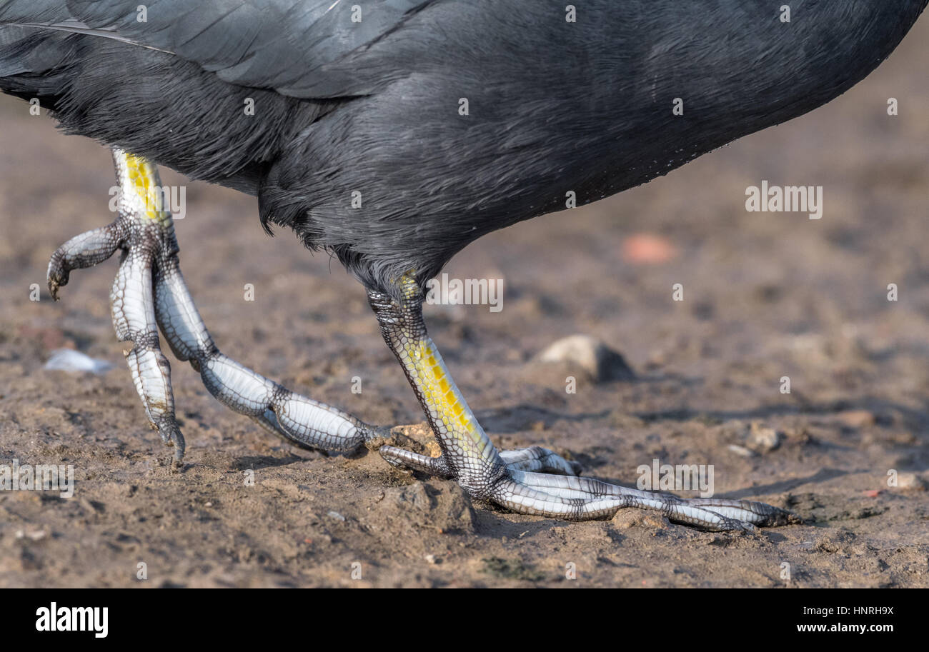 bed foot bird hires stock photography and images Alamy