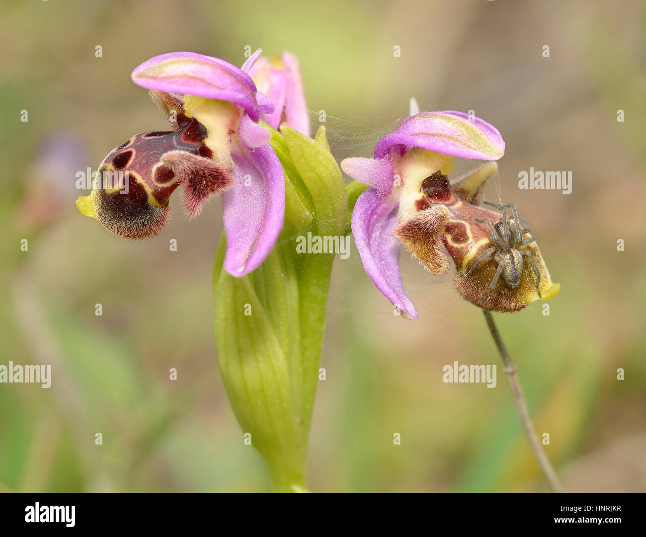 Carmel Ophrys Orchid - Ophrys umbilicata with Spider on flower waiting Stock Photo