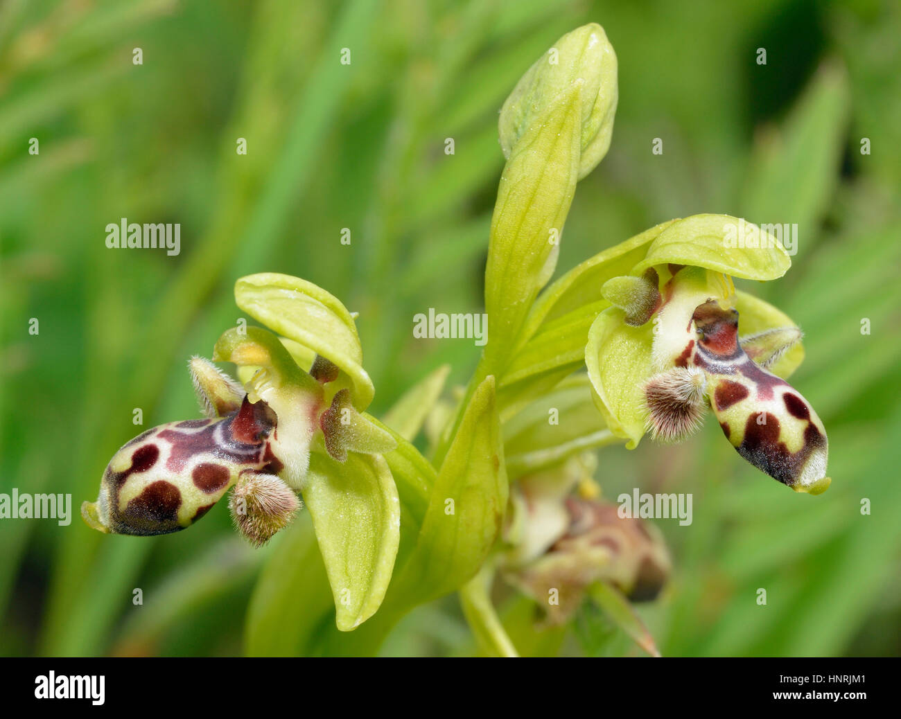 Ophrys astarte, was Ophrys attica  Endemic Bee Orchid from Cyprus of the umbilicata group Stock Photo