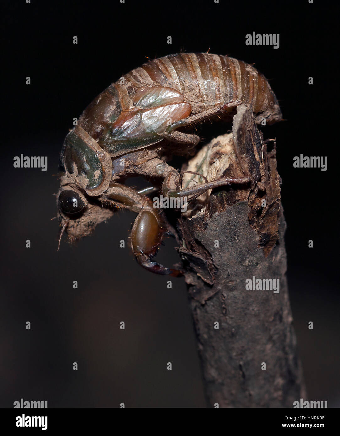 I found this Cicada after it emerged from underground. It was starting it's last stage of life to break free of it's shell casing. Nature wonder! Stock Photo