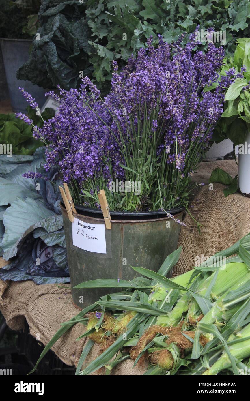 Bunches of lavender for sale at a farmer's market Stock Photo