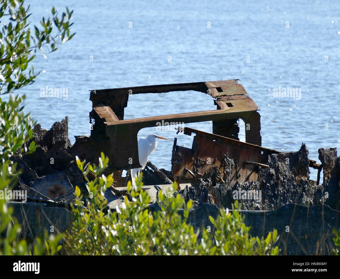 White Egret Perched inside a Rusted Boat Wreck, Cedar Key, Florida, USA