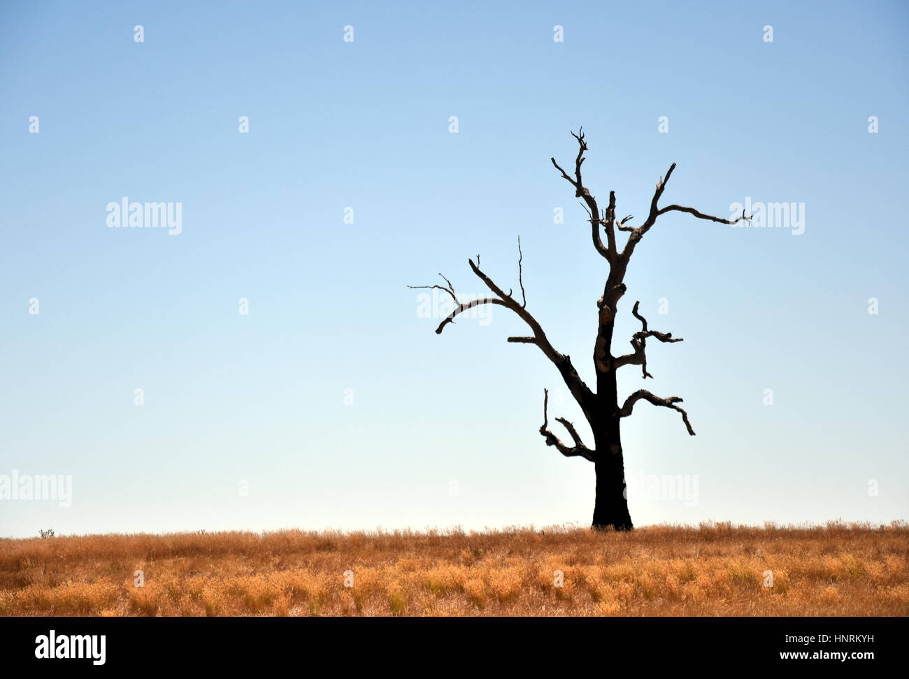 Simple Dry Trees Single dried Tree Standing Alone with dry golden grass on the field ...