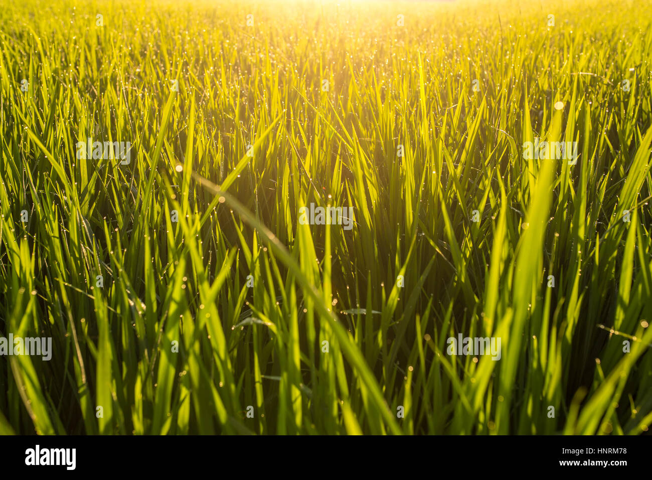 Katarni Rice Field View Beautiful golden rice field landscape hi-res stock photography and ...