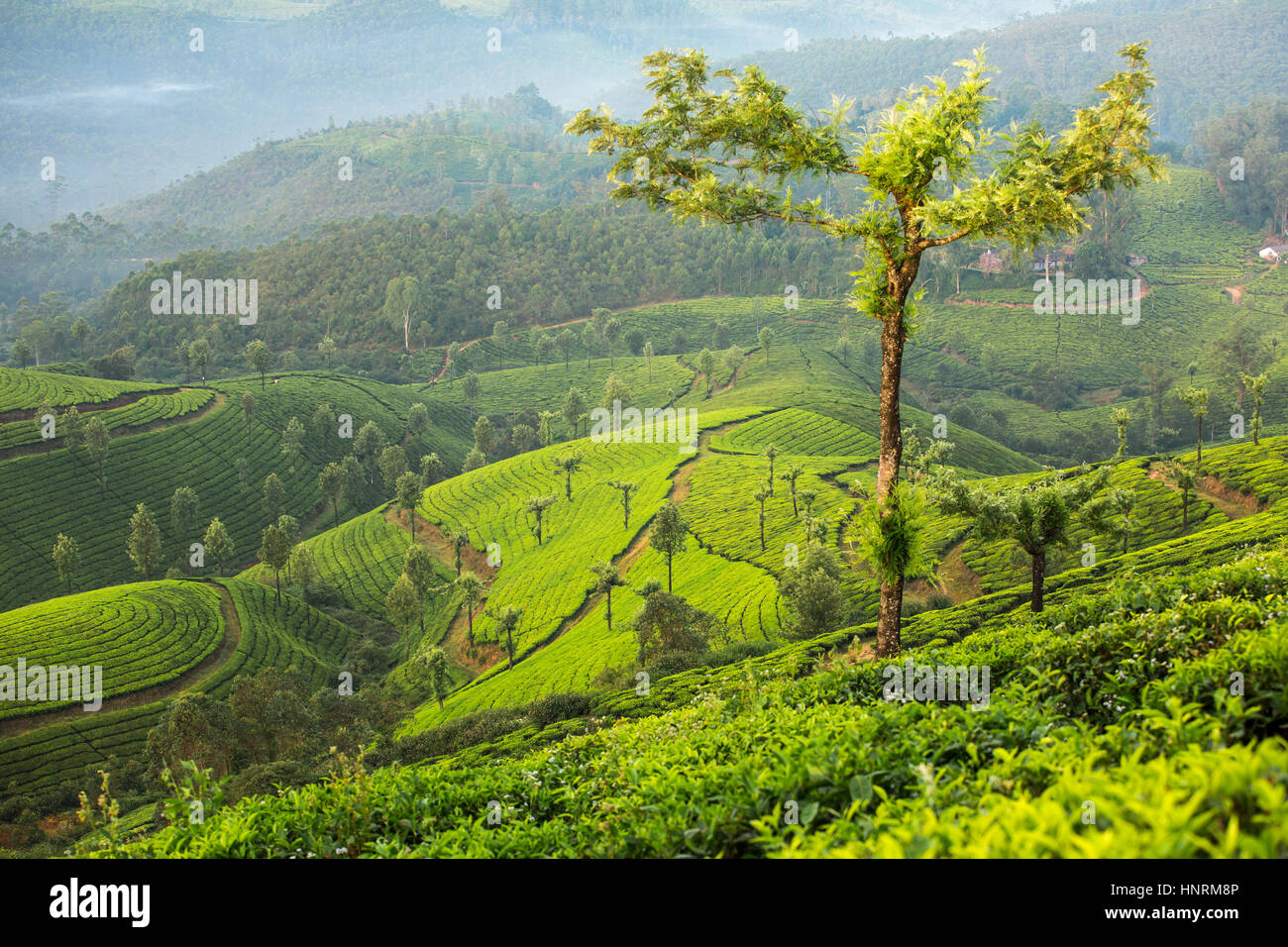 Tea plantations in Munnar, Kerala, India Stock Photo