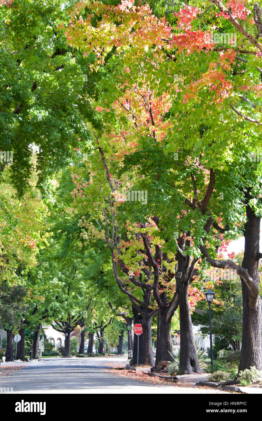 Tall Liquid ambar, commonly called sweetgum tree, or American Sweet gum tree, lining an older