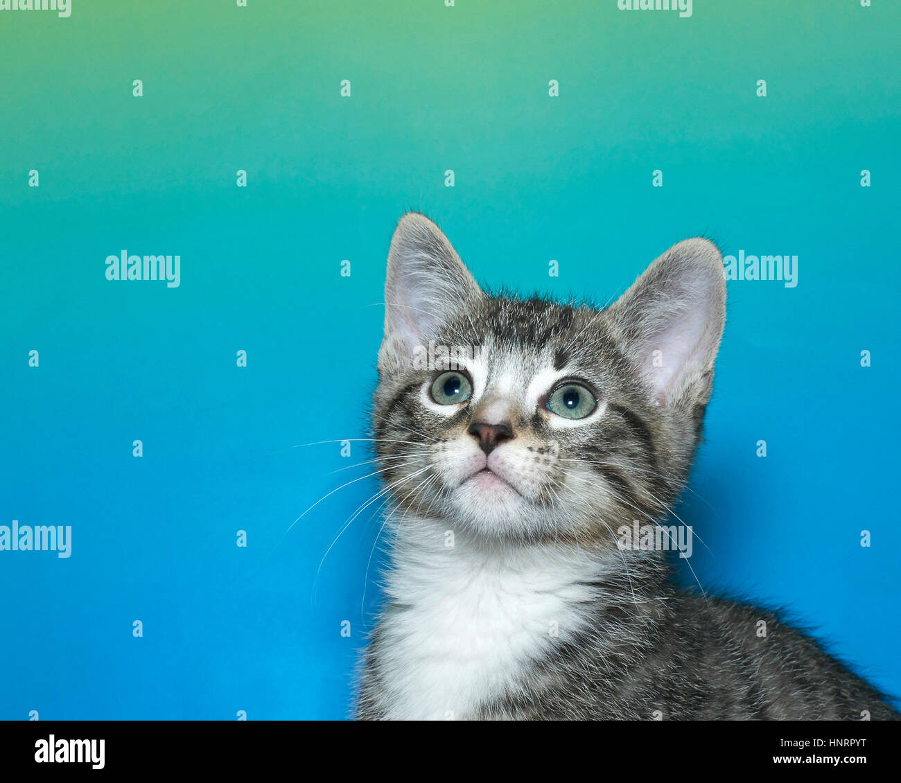two month old tan grey and white tabby kitten close up looking up with a blue green yellow marbled background Stock Photo