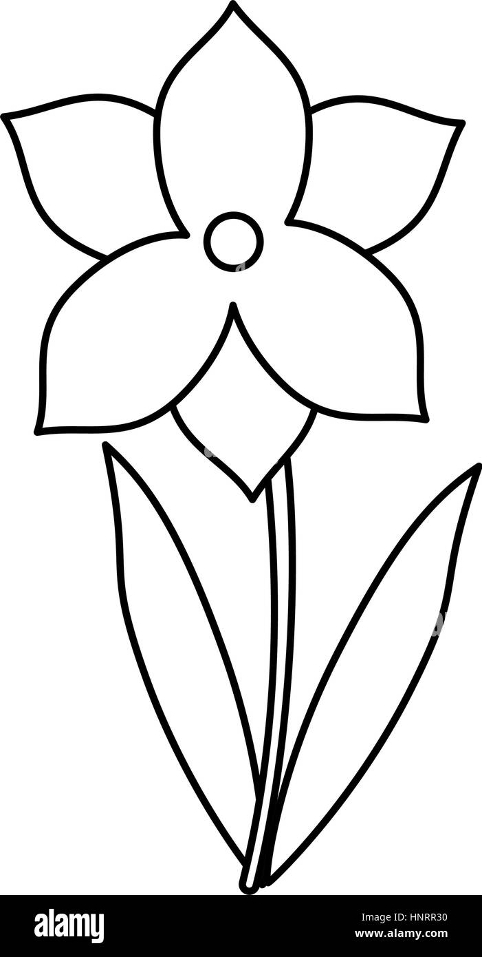 narcissus flower spring season thin line vector illustration eps 10 Stock Vector