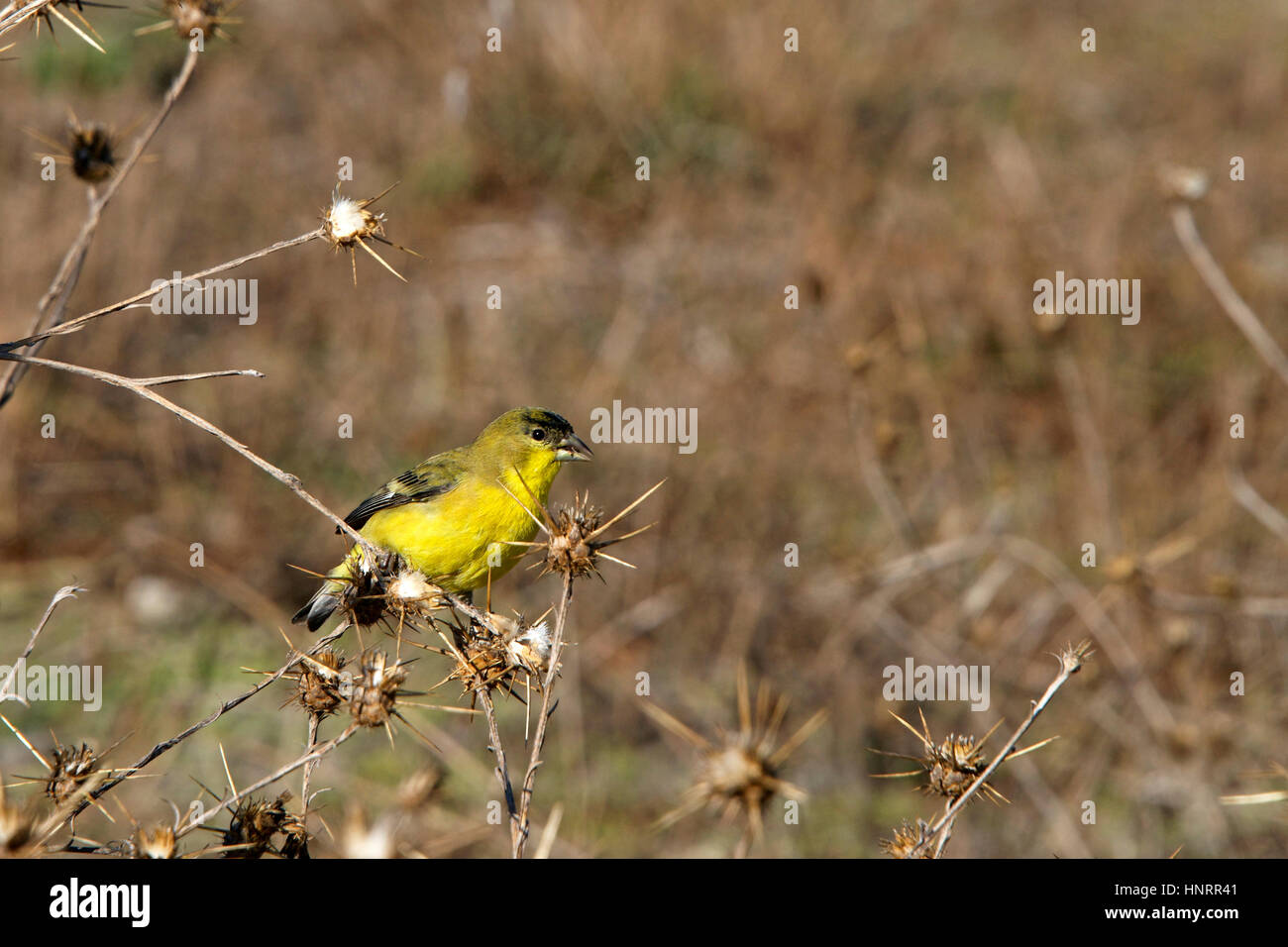 Lesser Goldfinch bird eating from milk thistles dried up from drought Stock Photo Alamy