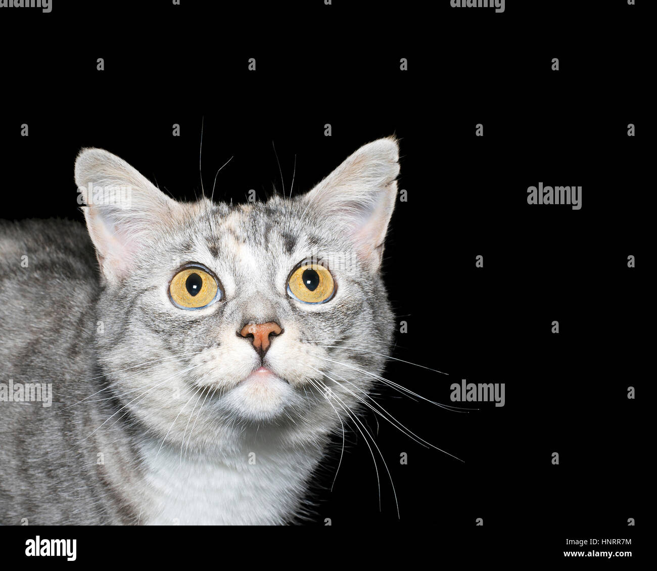 Portrait of a tabby cat looking up on black background Stock Photo - Alamy