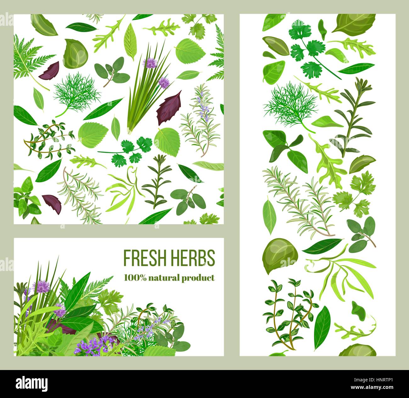 Realistic popular culinary herbs. Labels set. Shop sign. stripes and cards Food design for menu, health care, spa, logo, banner, tag, sticker, poster, Stock Vector