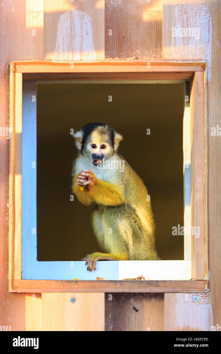 ZSL London Zoo, UK, 20th Dec 2016. Squirrel Monkeys at London Zoo's 'Meet the Monkeys' explore