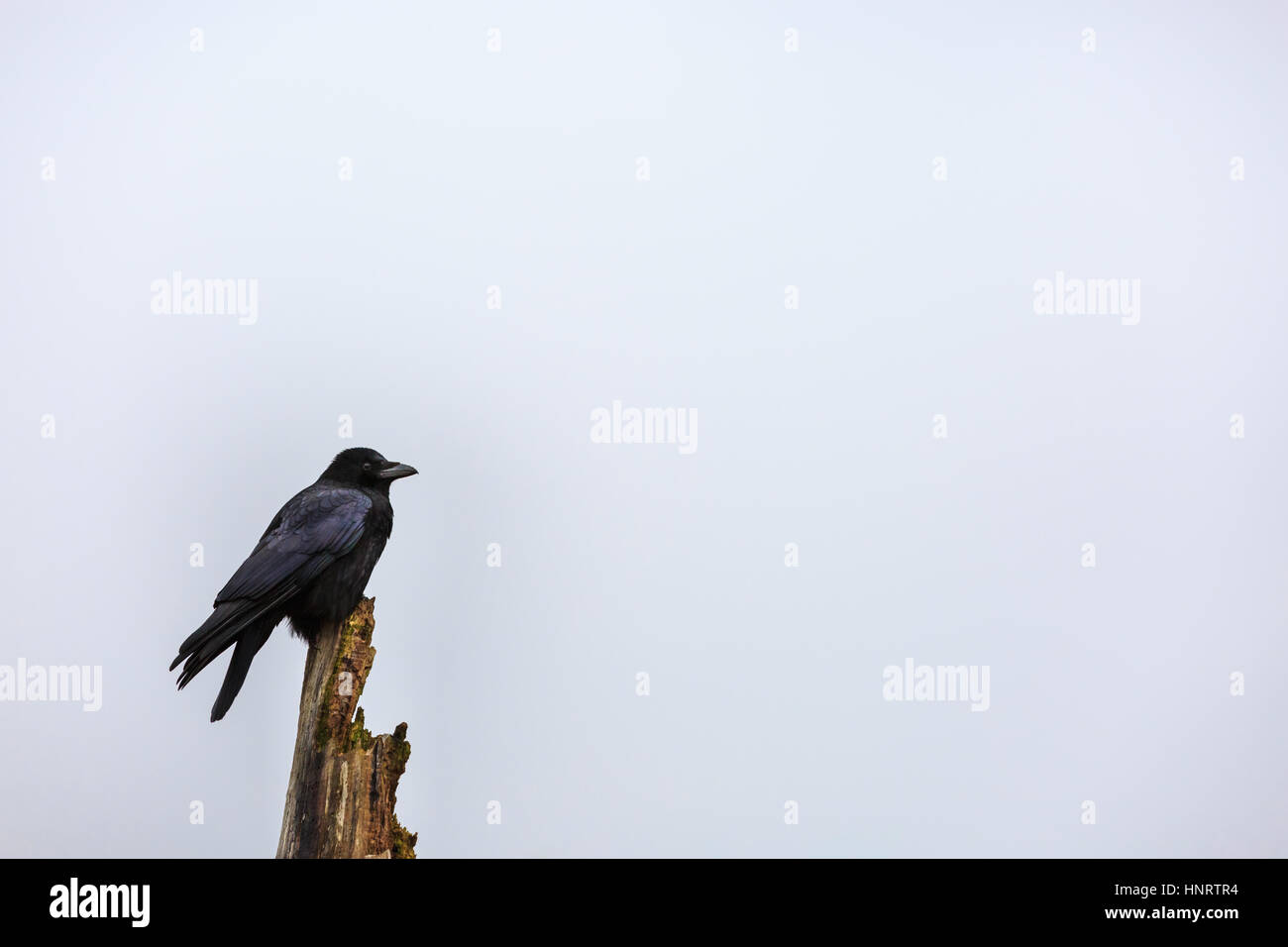 A crow, also commonly called raven (Corvus) perches on a dead tree in dense fog Stock Photo