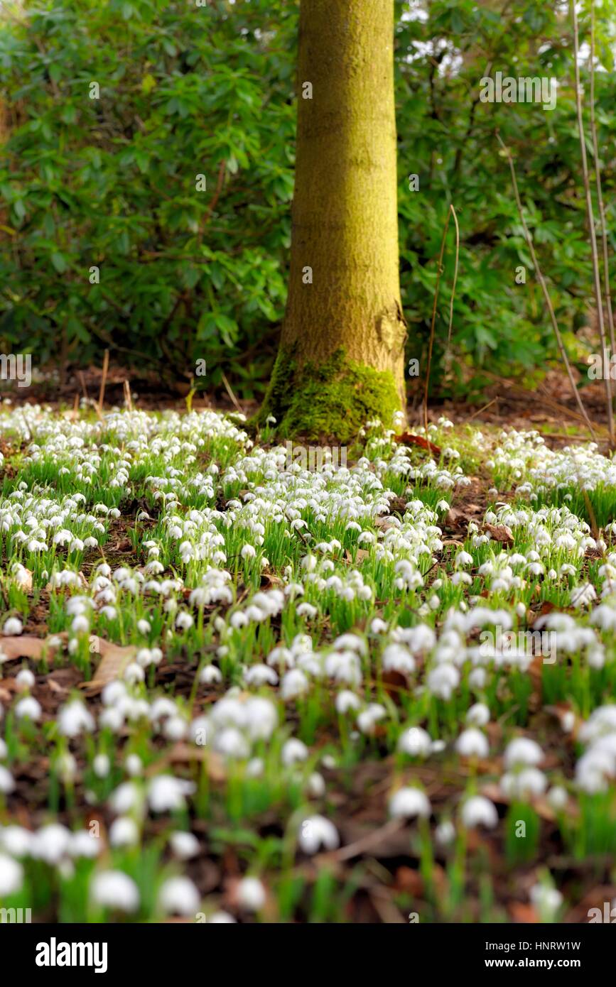 snowdrops Stock Photo