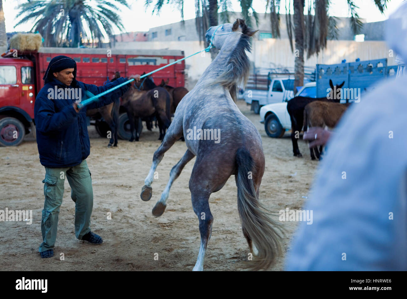 Tunisia.Douz. the large market on Thursdays. Horse for sale Stock Photo