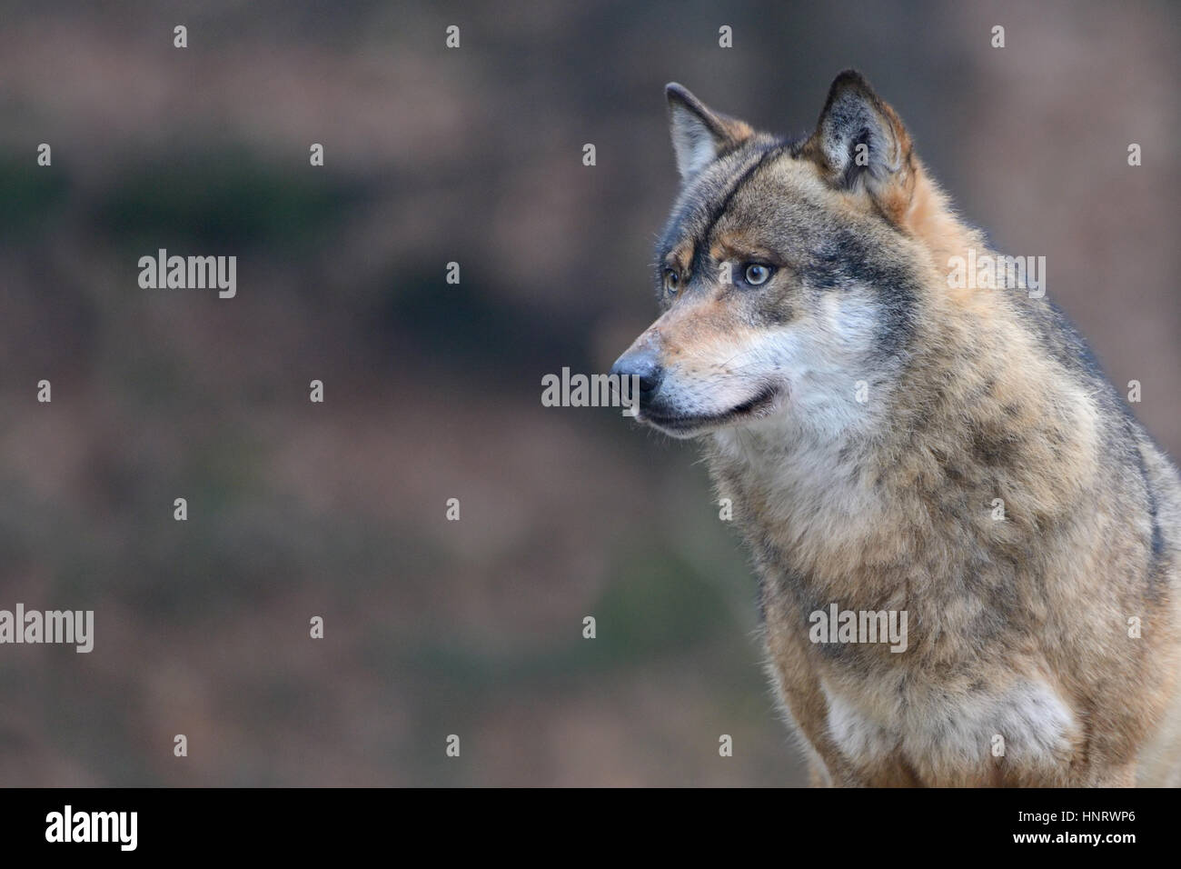 Portrait of an Italian Wolf, also known as the Apennine Wolf, Stock Photo
