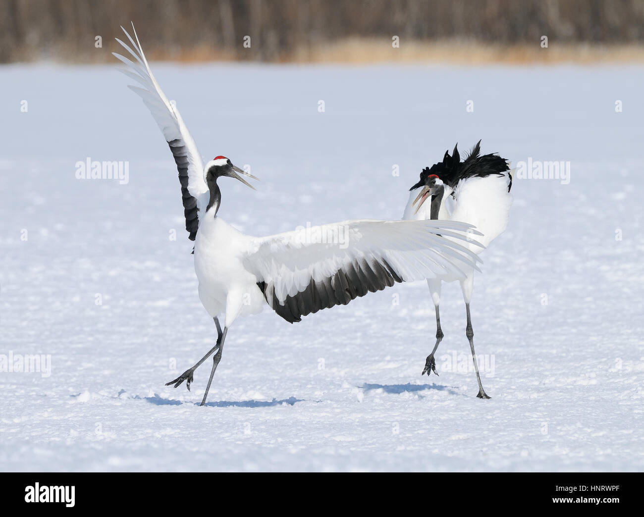 Two Red Crowned Cranes also known as Japanese Cranes dancing on a snow ...