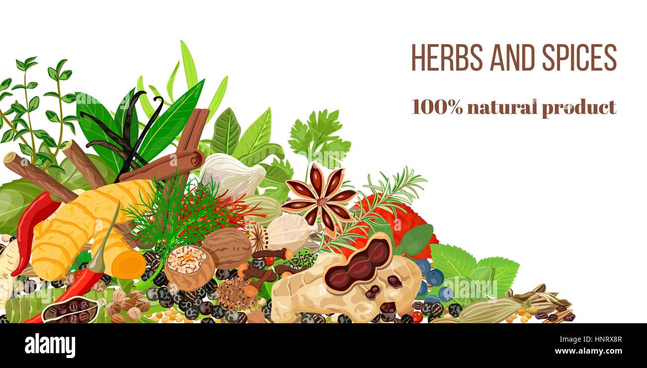 Set of popular Realistic culinary herbs and spices. Spice shop logo