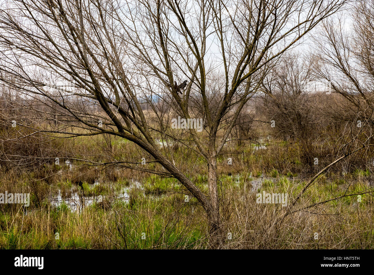 California, USA. 15th Feb, 2017. Normally dry areas of the refuge are under water displacing wildlife and making trails inaccessible to the public as the San Joaquin River flows outside its banks. The tree line in the distance is the normal channel the river runs in non flood conditions. It is currently raining in California again and rivers are expected to rise. Credit: John Crowe/17�Թ����� Live News Stock Photo