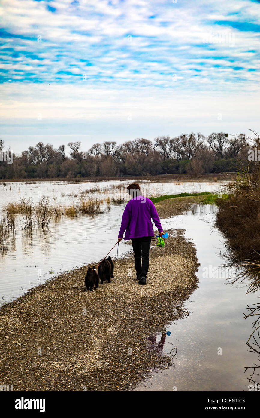 California, USA. 15th Feb, 2017. Normally dry areas of the refuge are under water displacing wildlife and making trails inaccessible to the public as the San Joaquin River flows outside its banks. The tree line in the distance is the normal channel the river runs in non flood conditions. It is currently raining in California again and rivers are expected to rise. Credit: John Crowe/17�Թ����� Live News Stock Photo