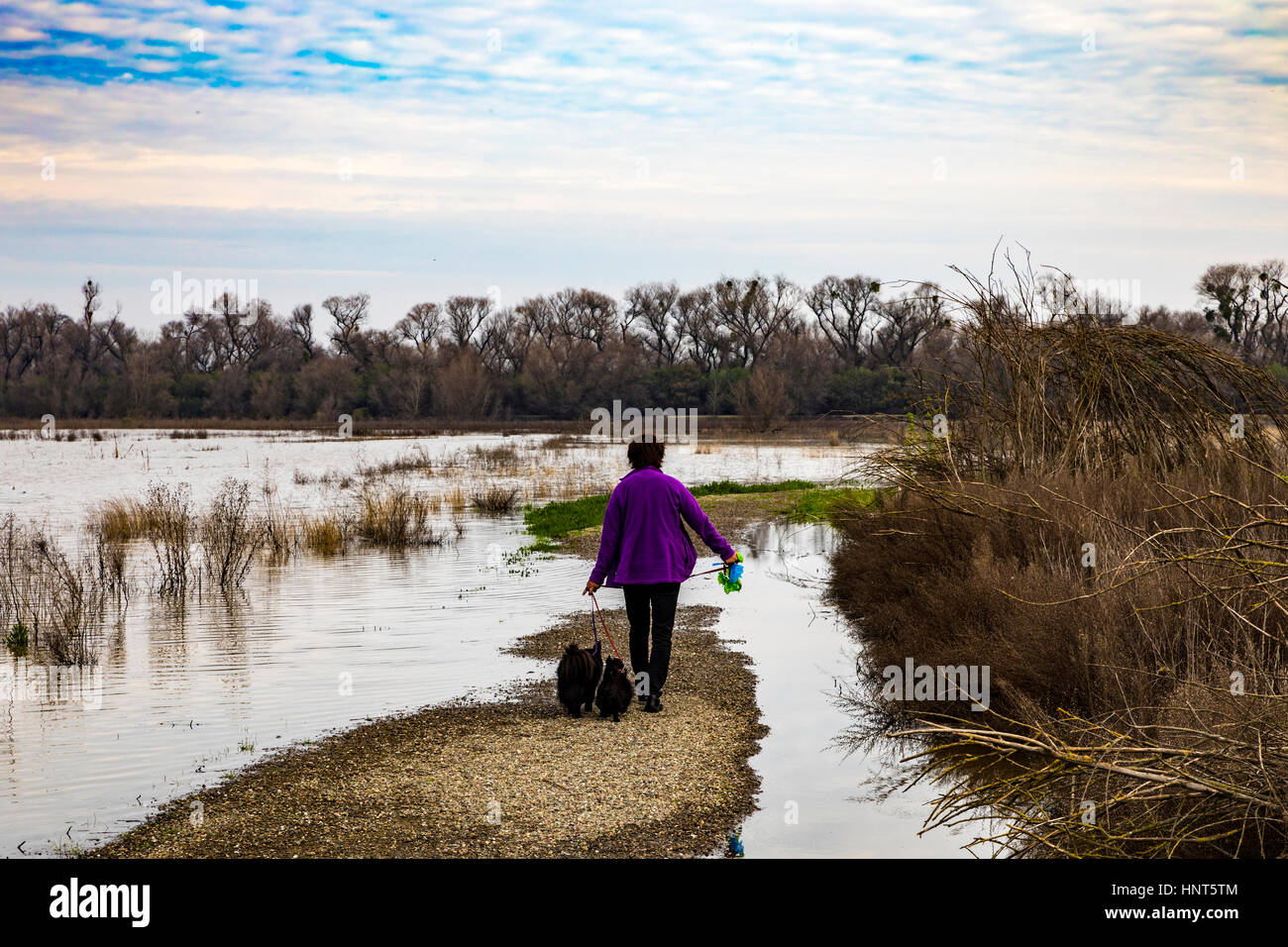 California, USA. 15th Feb, 2017. Normally dry areas of the refuge are under water displacing wildlife and making trails inaccessible to the public as the San Joaquin River flows outside its banks. The tree line in the distance is the normal channel the river runs in non flood conditions. It is currently raining in California again and rivers are expected to rise. Credit: John Crowe/17�Թ����� Live News Stock Photo
