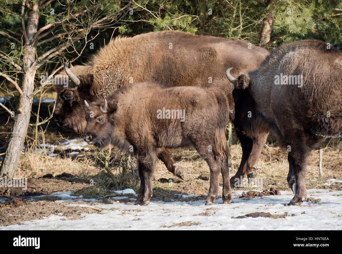 Benatky Nad Jizerou, Czech Republic. 16th Feb, 2017. The European bison  calf, which was born last year in Milovice, near Benatky na Jizerou, Czech  Republic, 56 kilometres (31 miles) East of Prague,