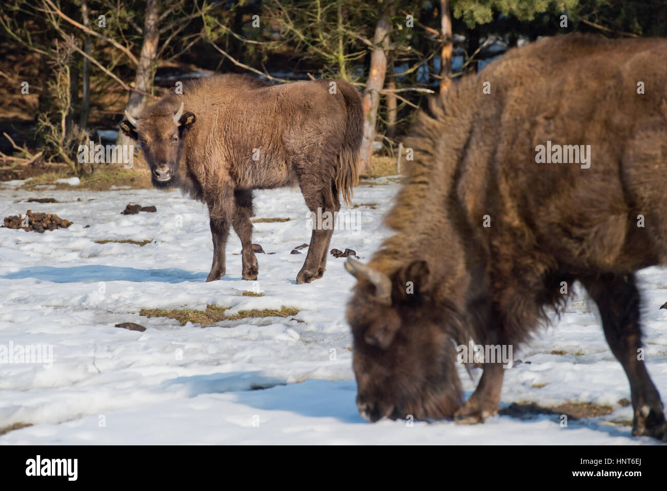 Benatky Nad Jizerou, Czech Republic. 16th Feb, 2017. The European bison calf, which was born last year in Milovice, near Benatky na Jizerou, Czech Republic, 56 kilometres (31 miles) East of Prague, was named Tula on Thursday, February 16, 2017. In a former military area the bisons join a herd of wild horses and a group of aurochs. Big herbivores feed on grass and help to maintain a convenient environment for rare prairie species of herbs and insect. Credit: Vit Simanek/CTK Photo/Alamy Live News Stock Photo