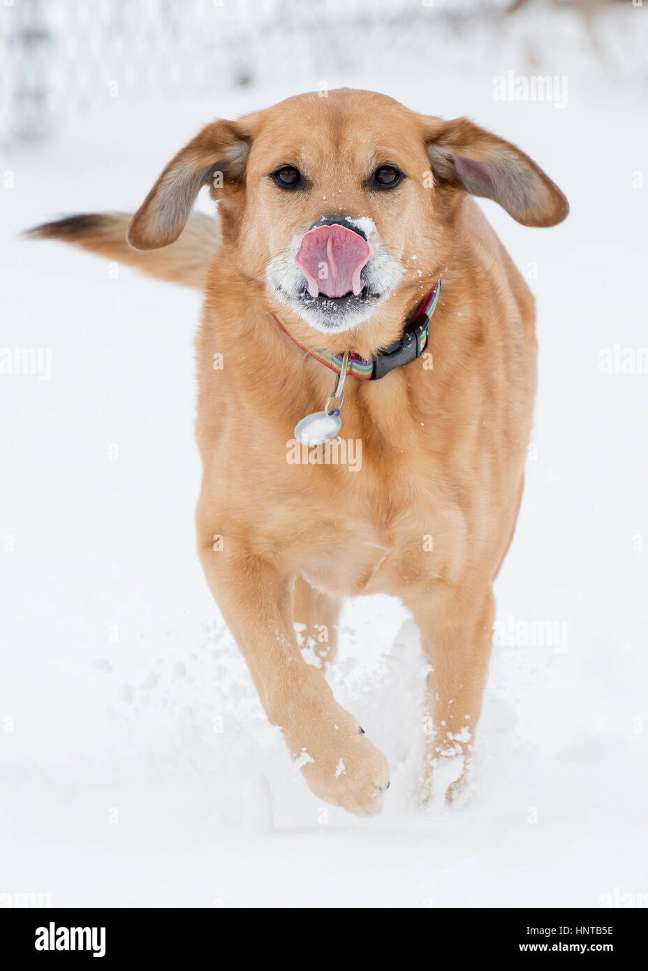 Handsome brown mixed breed medium lab mutt shelter rescue dog running ...