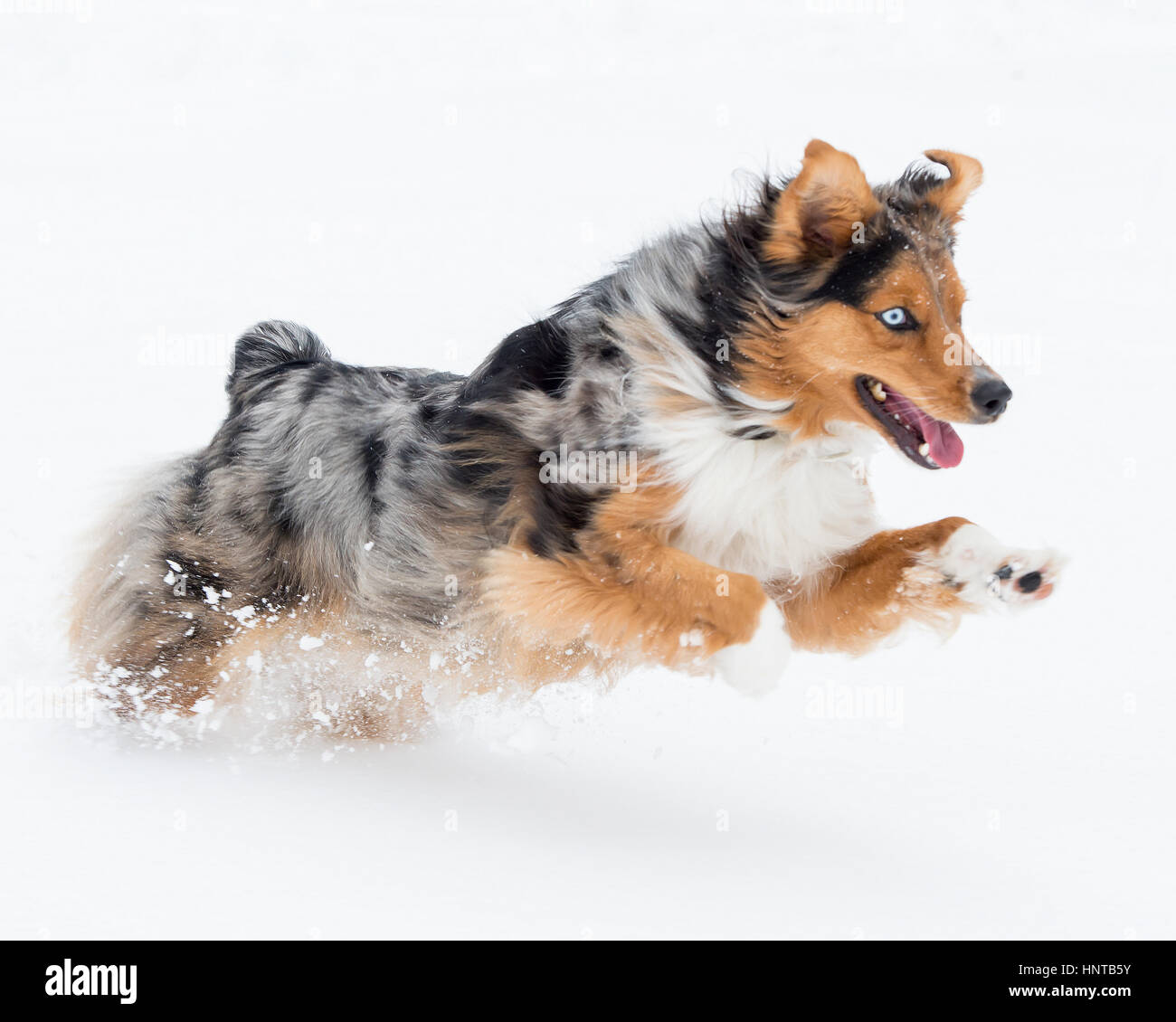 Stunning tri-color blue eyed Australian Shepard Shepherd Aussie dog running, frolicking, playing, leaping mid air in the snow Stock Photo