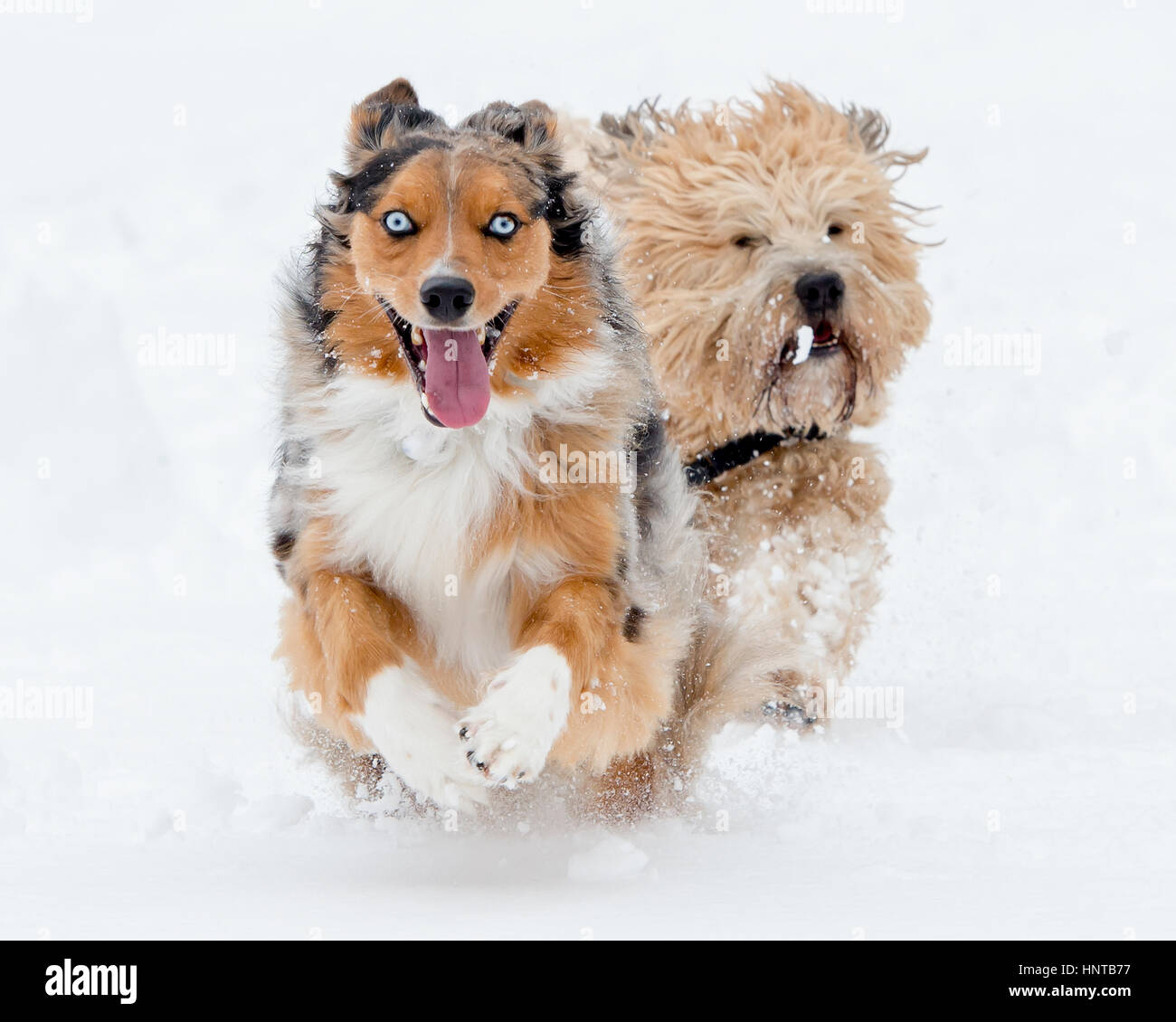 Beautiful happy healthy dogs running playing leaping frolicking in the snow.  Action winter athletic.  Blue eyed Australian Shepherd Stock Photo