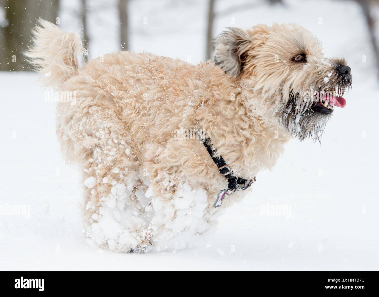 Uncut, untrimmed, unclipped adorable Wheaten Terrier dog running playing leaping posing in snow white background winter fun Stock Photo