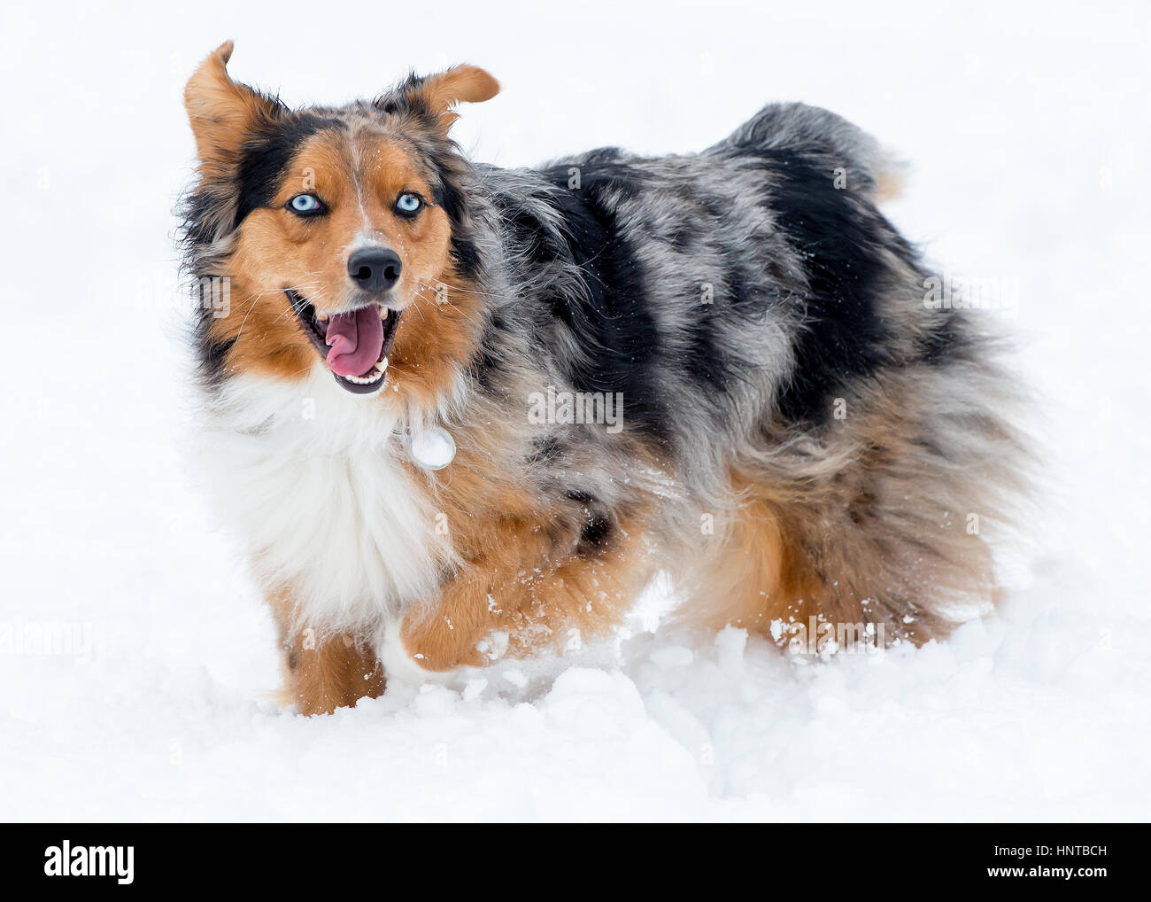 Stunning tri-color blue eyed  blue eyes Australian Shepard Shepherd Aussie dog in snow mouth open full body Stock Photo