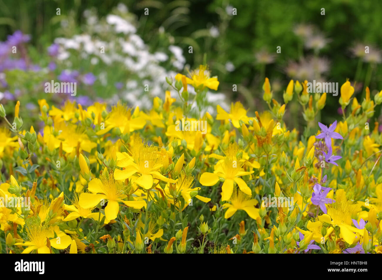 Olymp-Johanniskraut, Hypericum olympicum - Hypericum olympicum, a yellow blooming St. John's-worts plant Stock Photo