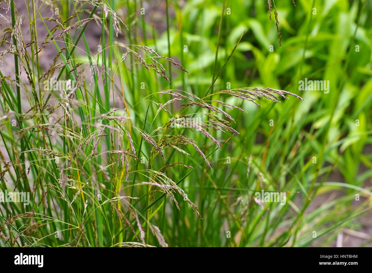 Rasen-Schmiele - Deschampsia cespitosa - tufted hairgrass, Deschampsia cespitosa in autumn Stock Photo