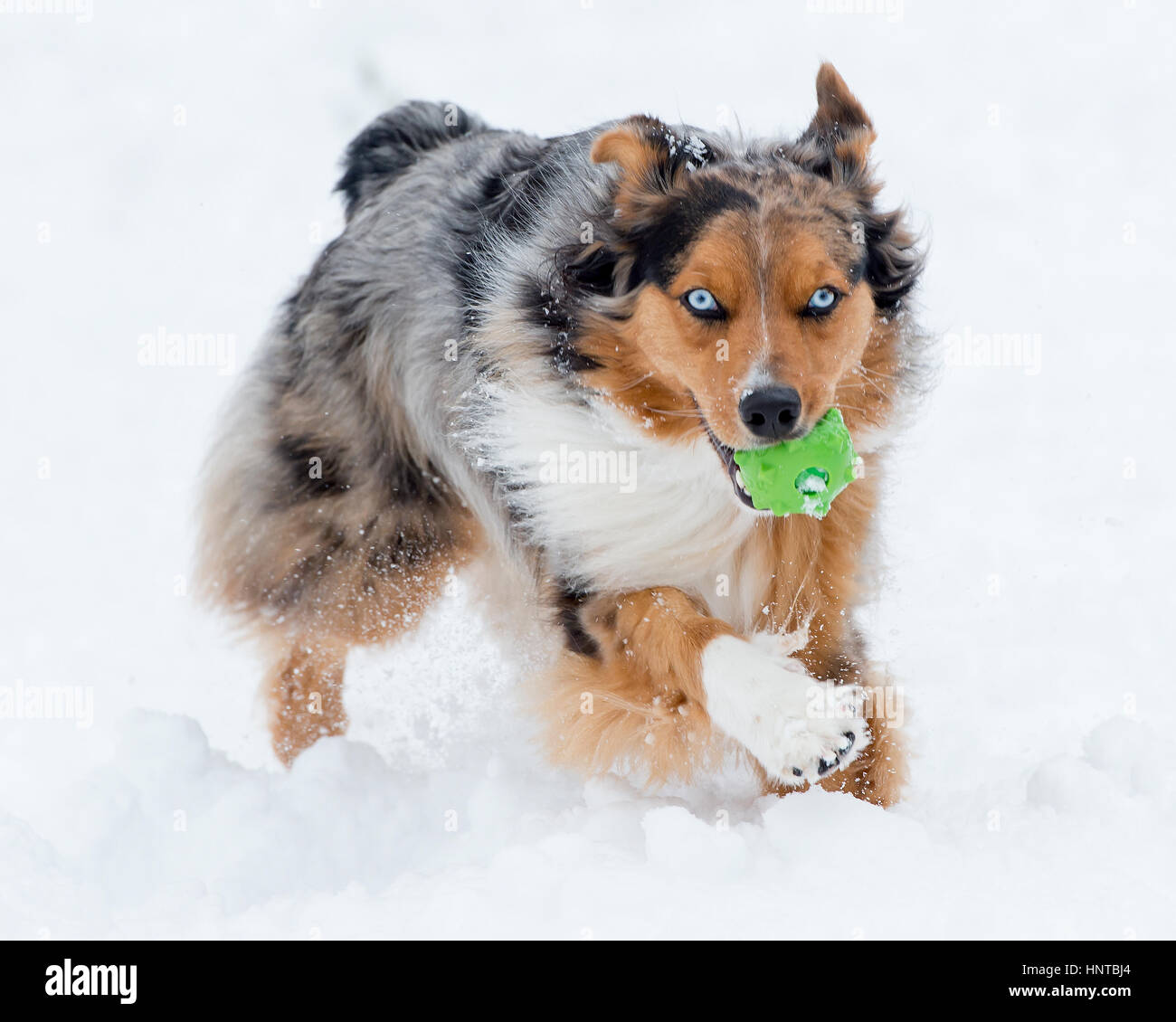 Stunning tri-color blue eyed Australian Shepard Shepherd Aussie dog leaping mid-air jumping running in the snow coming towards camera with toy Stock Photo