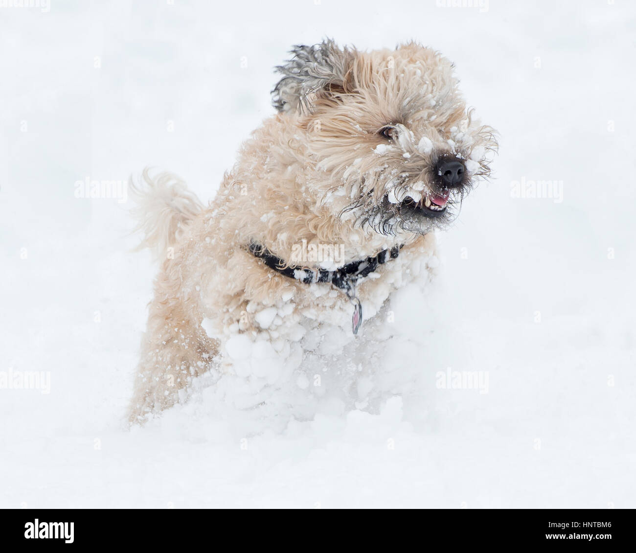 Uncut, untrimmed, unclipped adorable Wheaten Terrier dog running playing leaping posing in snow white background winter fun Stock Photo