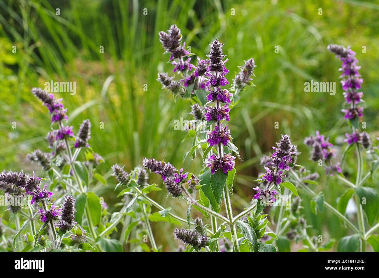 Stachys persica, ein Ziest - Stachys persica, a plant from lambs ears Stock Photo