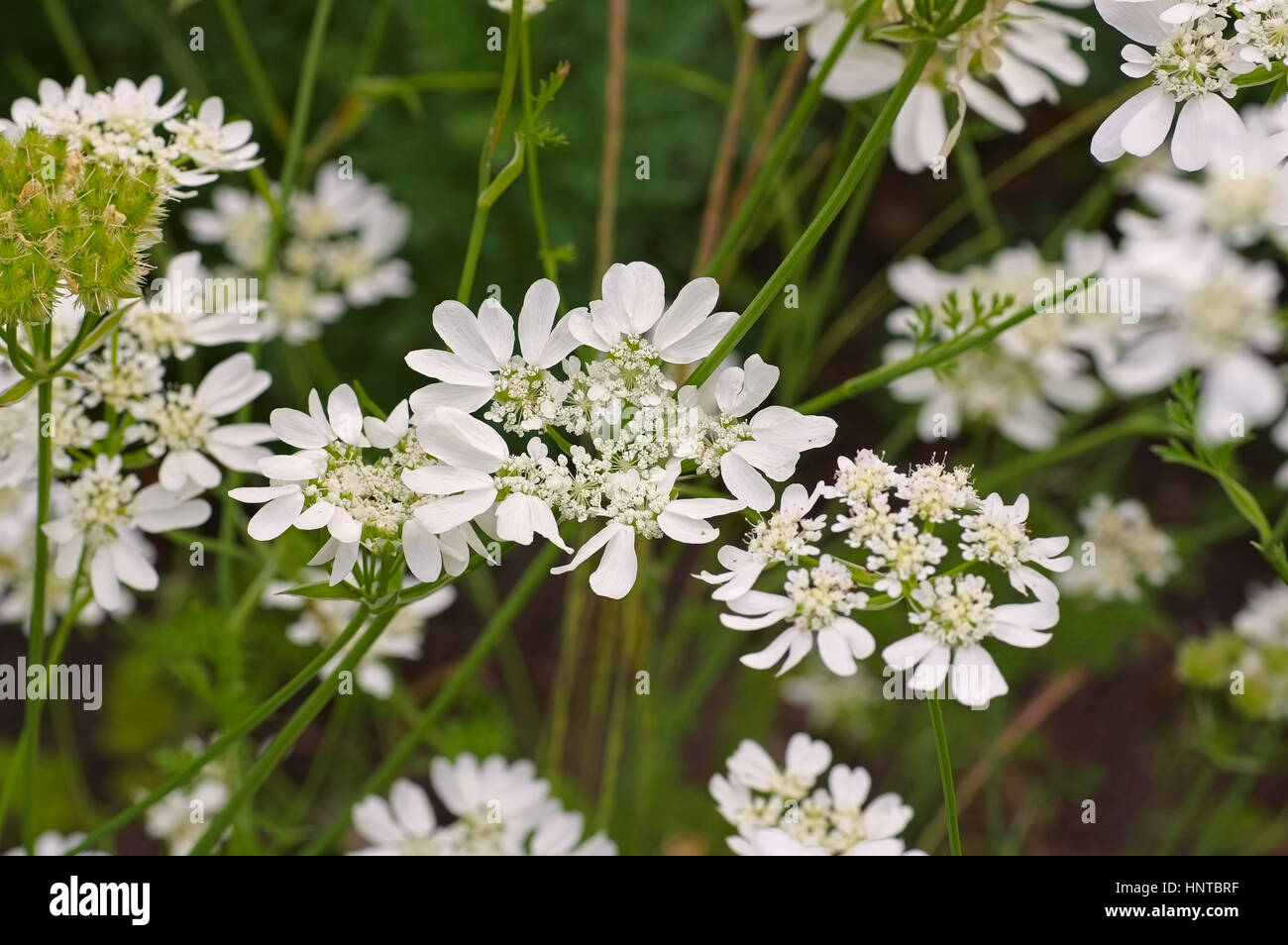 Strahlen-Breitsame, Orlaya grandiflora  - Caucalis grandiflora syn. Orlaya grandiflora a white wildflower Stock Photo